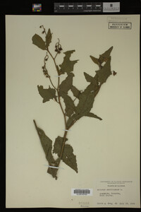 Image Associated With the Occurrence