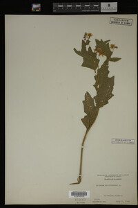 Image Associated With the Occurrence