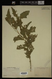 Image Associated With the Occurrence