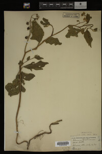 Image Associated With the Occurrence