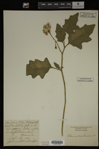 Image Associated With the Occurrence