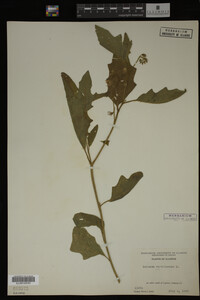 Image Associated With the Occurrence