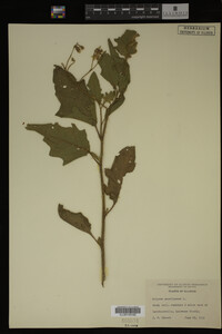 Image Associated With the Occurrence