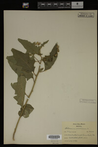 Image Associated With the Occurrence