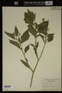 Image Associated With the Occurrence