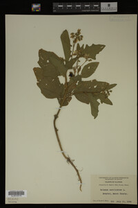 Image Associated With the Occurrence