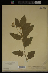 Image Associated With the Occurrence