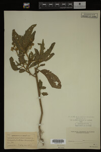 Image Associated With the Occurrence
