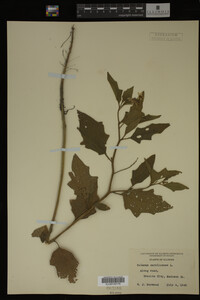 Image Associated With the Occurrence