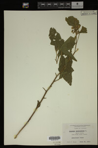 Image Associated With the Occurrence