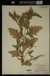 Image Associated With the Occurrence