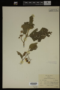 Image Associated With the Occurrence