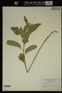 Image Associated With the Occurrence
