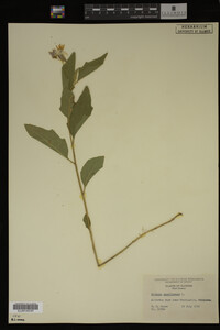 Image Associated With the Occurrence