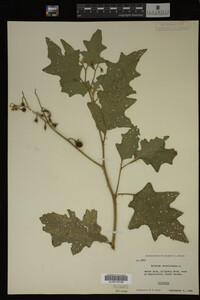 Image Associated With the Occurrence