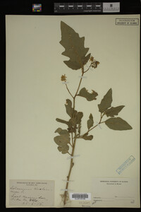 Image Associated With the Occurrence
