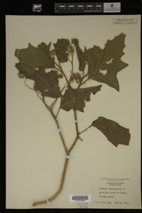 Image Associated With the Occurrence