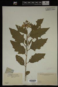 Image Associated With the Occurrence