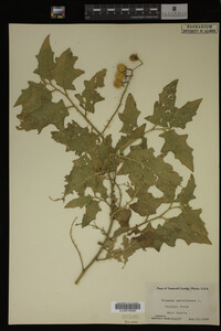 Image Associated With the Occurrence
