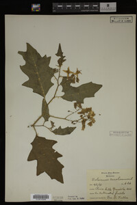 Image Associated With the Occurrence
