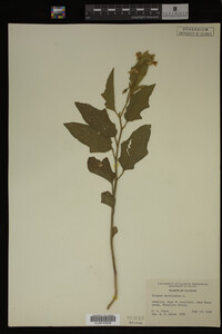 Image Associated With the Occurrence