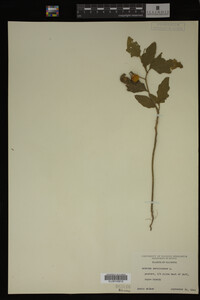 Image Associated With the Occurrence