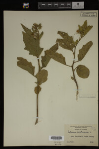 Image Associated With the Occurrence