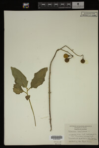 Image Associated With the Occurrence