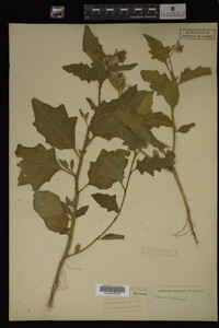 Image Associated With the Occurrence
