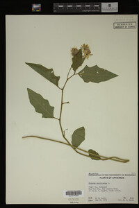 Image Associated With the Occurrence