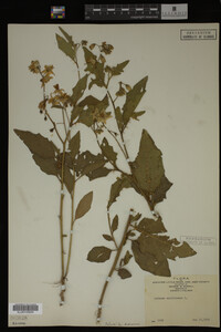 Image Associated With the Occurrence