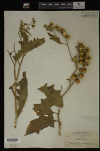 Image Associated With the Occurrence