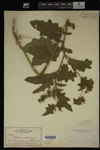 Image Associated With the Occurrence
