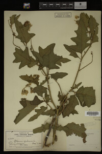Image Associated With the Occurrence