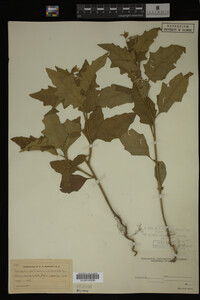 Image Associated With the Occurrence