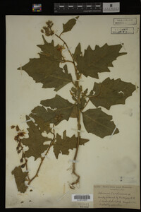 Image Associated With the Occurrence