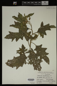Image Associated With the Occurrence
