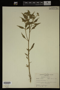 Image Associated With the Occurrence