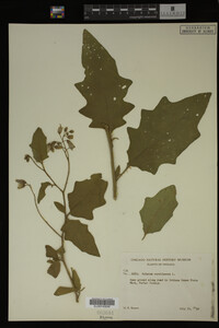 Image Associated With the Occurrence