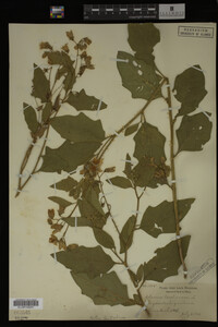 Image Associated With the Occurrence