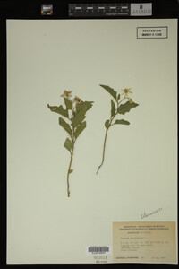 Image Associated With the Occurrence
