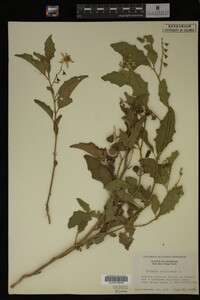 Image Associated With the Occurrence