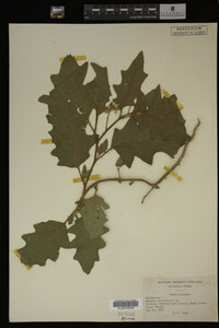 Image Associated With the Occurrence