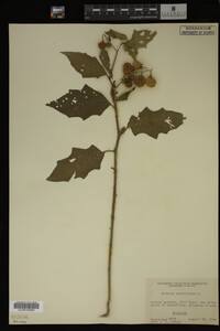 Image Associated With the Occurrence