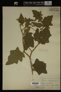 Image Associated With the Occurrence