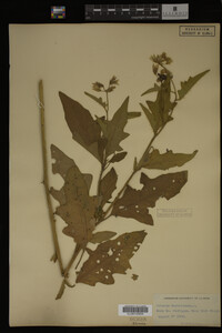 Image Associated With the Occurrence