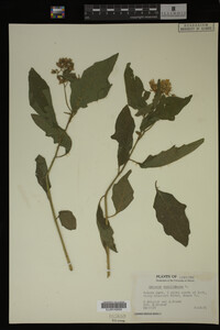 Image Associated With the Occurrence