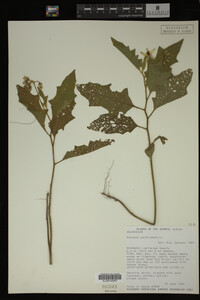 Image Associated With the Occurrence