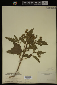 Image Associated With the Occurrence