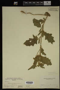 Image Associated With the Occurrence